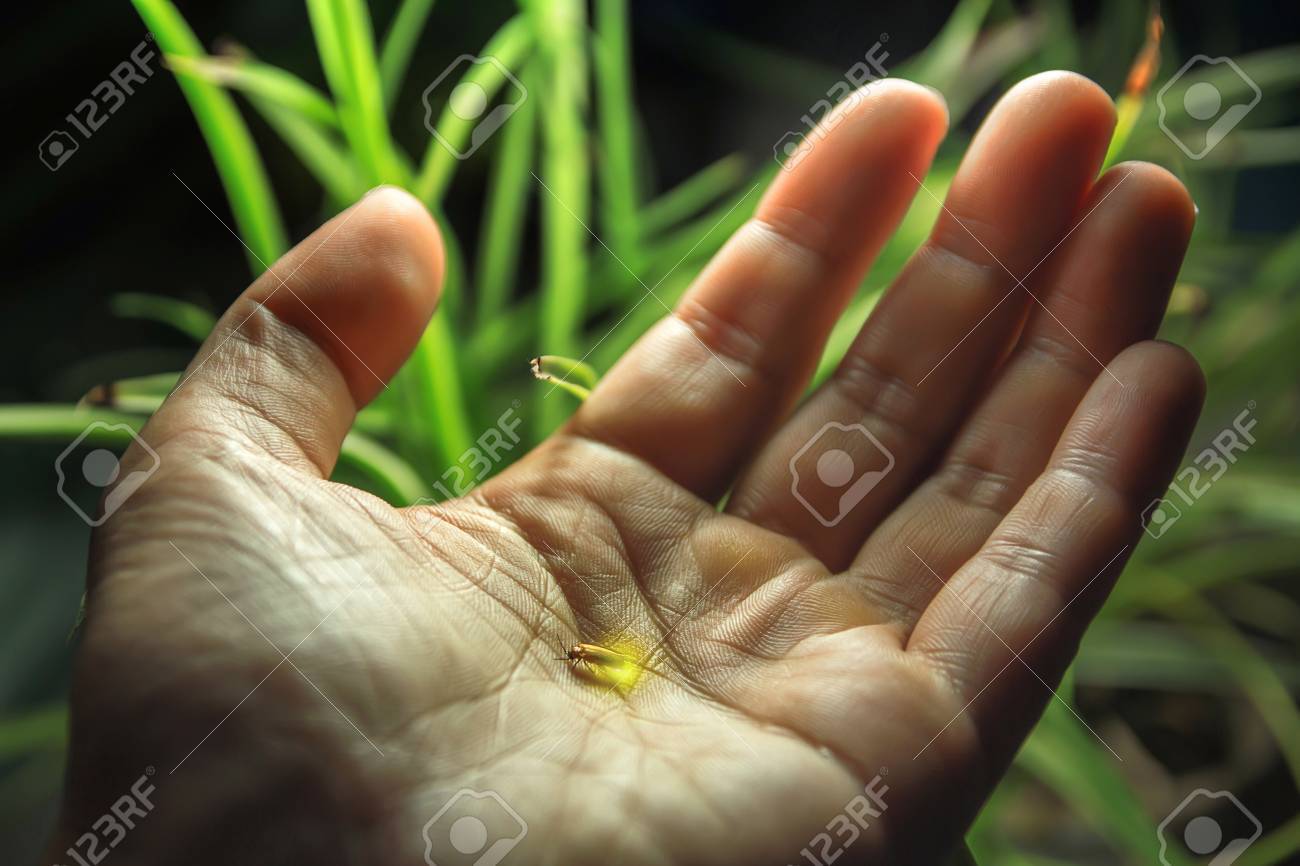 84804088-fireflies-on-the-palm-of-your-handjpg